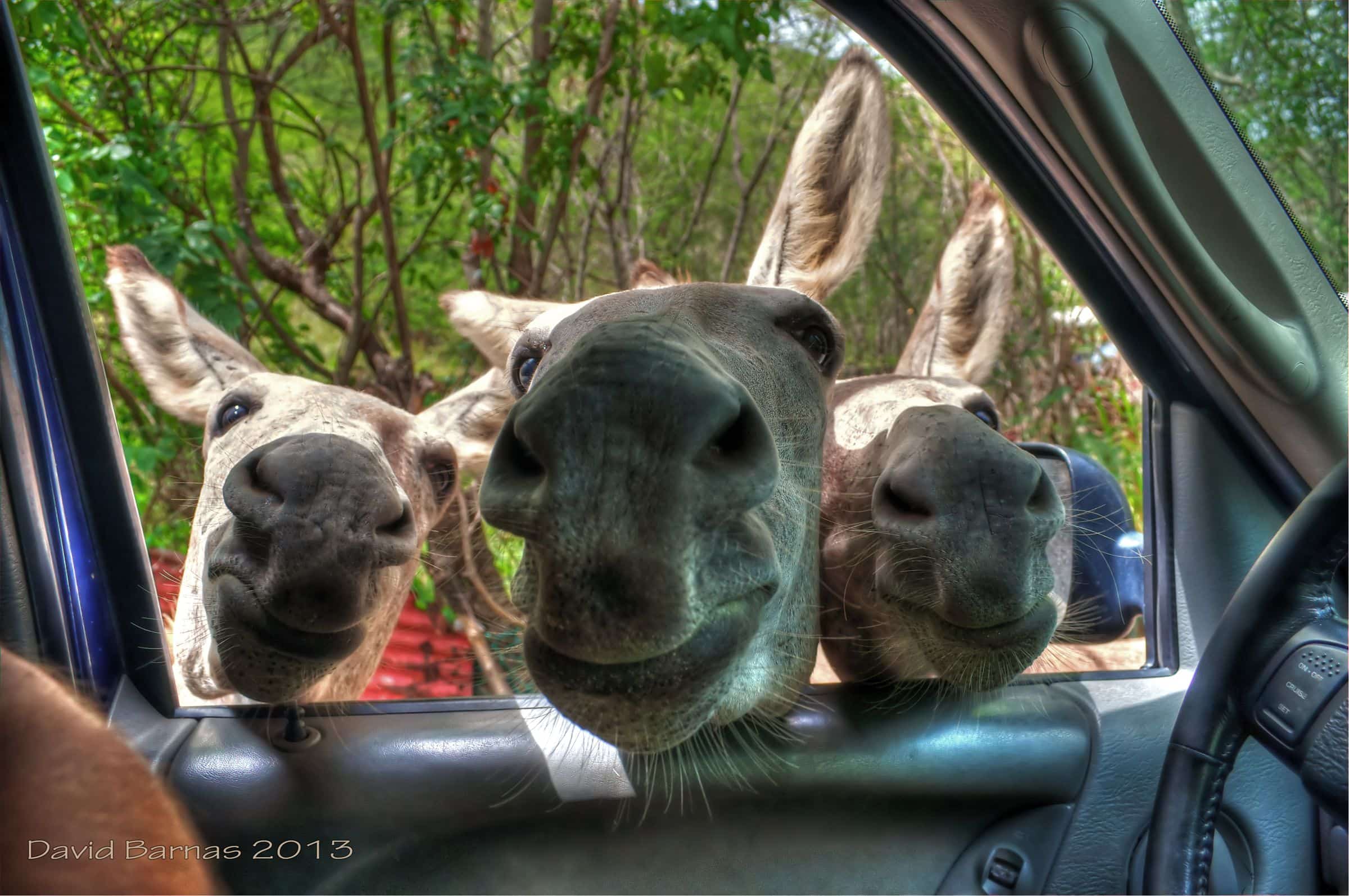 Up Close and Personal With The Wild Donkeys of St. John | St. John