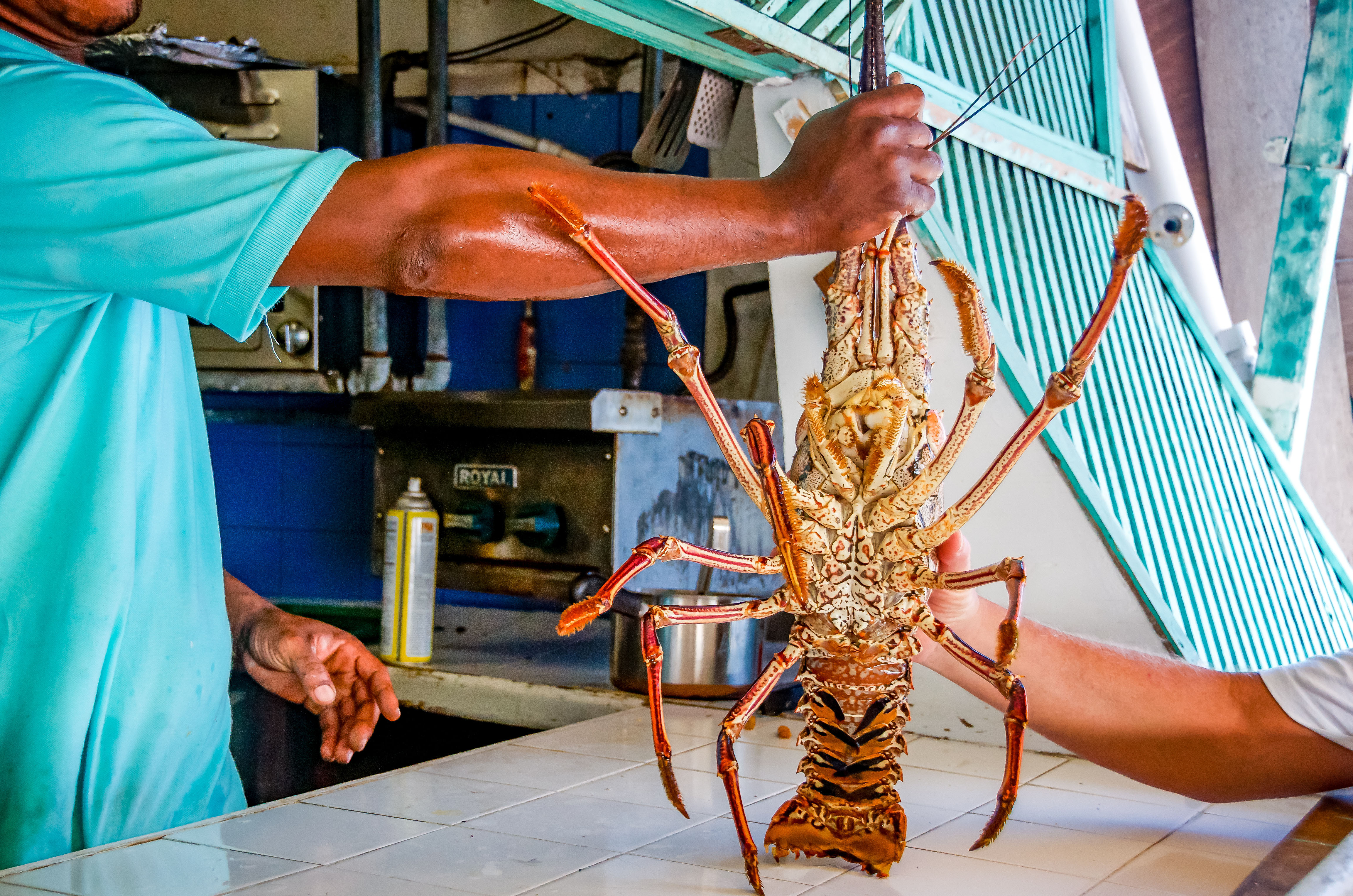Giant Spiny Lobster