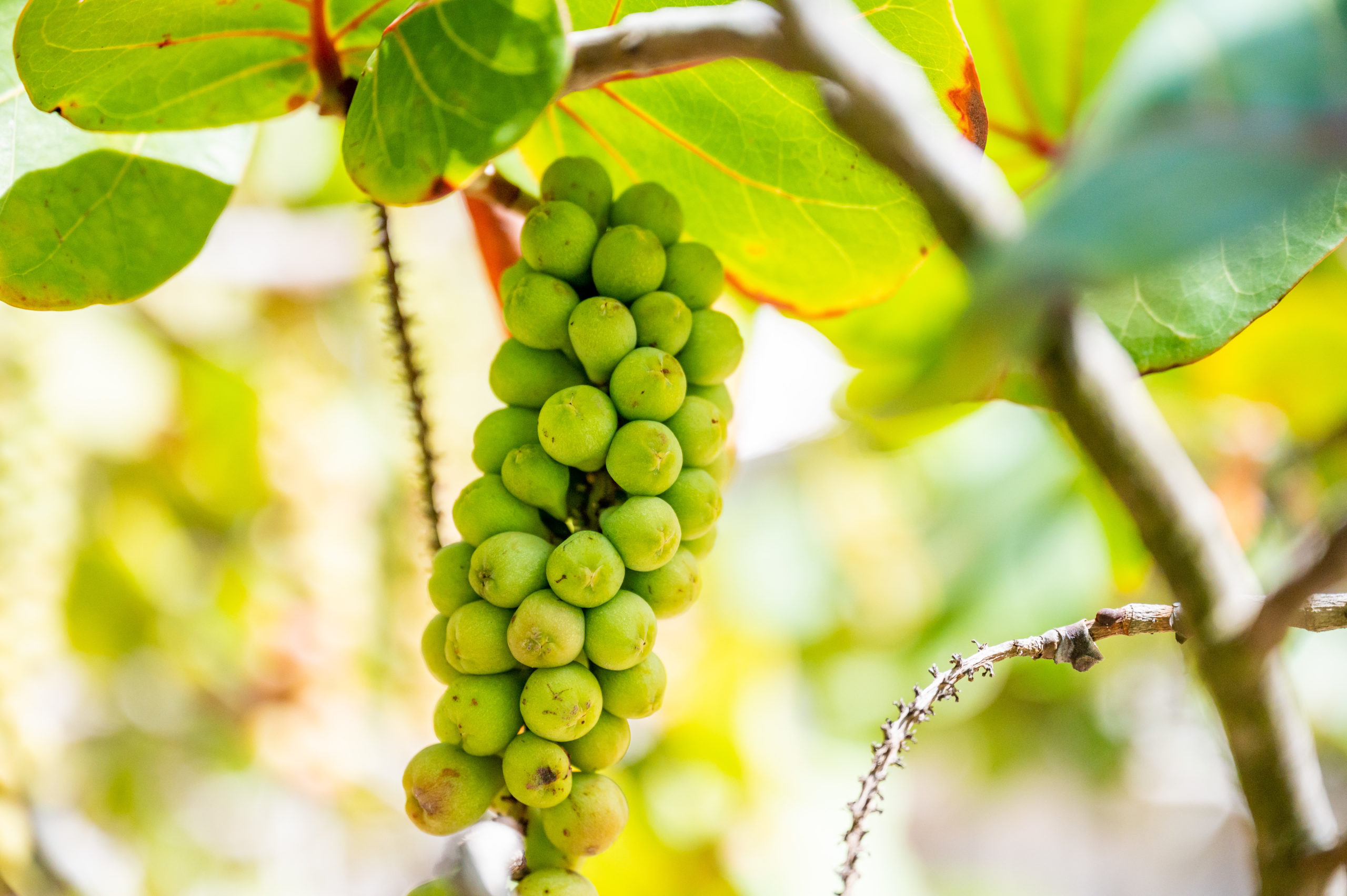 grapes tree images