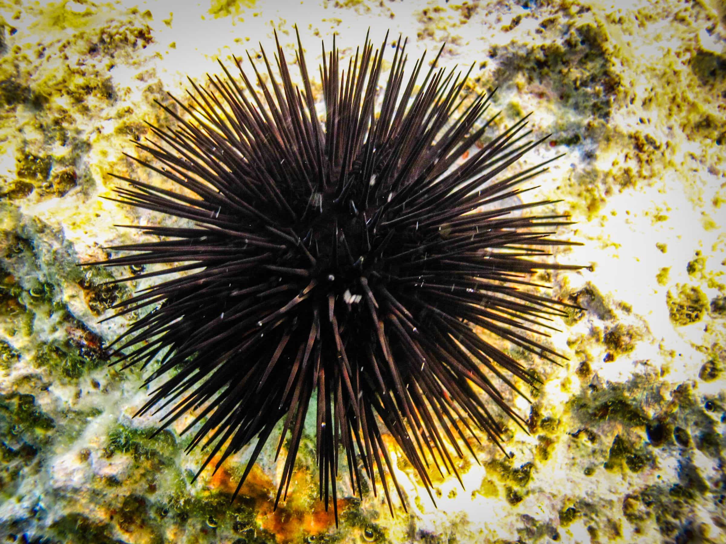 Sea-Urchin.jpg