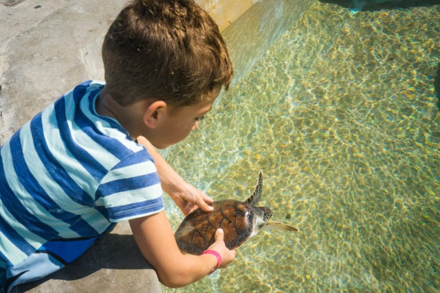 Cayman Turtle Farm Uncommon Caribbean   DSC05003 640x427 