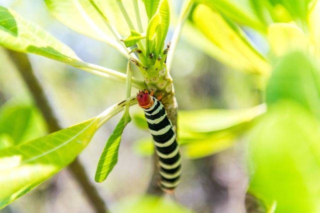 The Frangipani Worm - A Caribbean Beauty and Beast